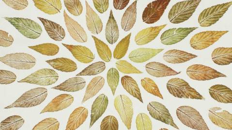 printout-deutzia-rosea