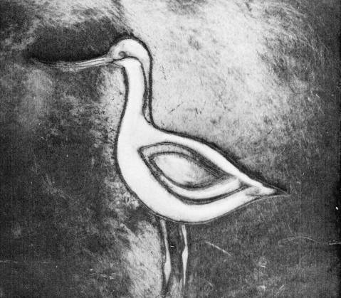 Drypoint of Avocet created using dremel with engraving bit